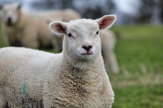 sheep newsletter